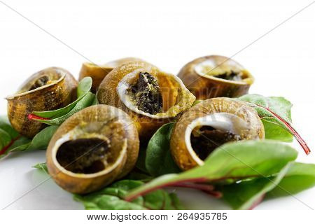 Grilled Snales In Shells On Bed Of Beetroot Leaves. White Background.