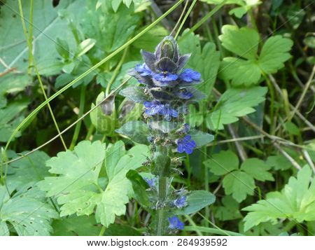 Bugleweed Flower With Blue Blossom In The Forest