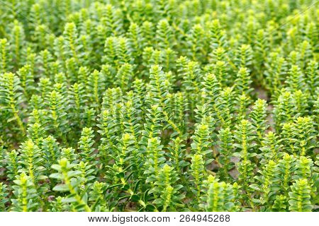 Plant Sea Sandwort ( Latin Name - Honckenya Peploides) Growing In The Sand. Soft Focus, Selective Fo