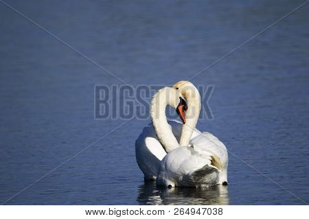 Pair Of Mute Swans At Otmoor Rspb Reserve Near Oxford