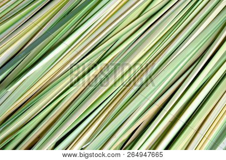 A Row Of Licuala Leaves On The Ground Floor For Background Texture