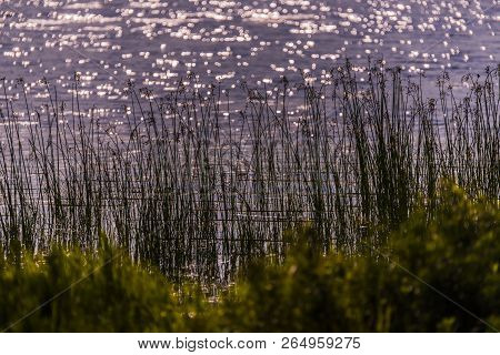 Spike Rush Plants Along The Lake Shore.