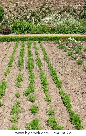 Морковь, растущих в линии весной в овощной кровати, с компаньон растений в сторону. Старый красный br