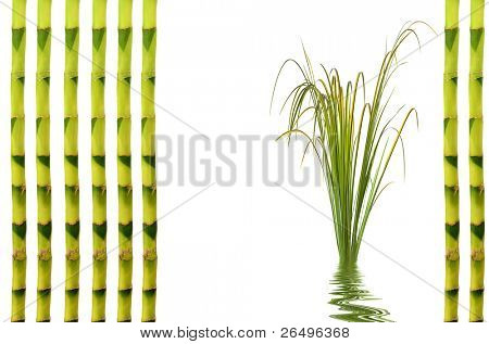 Zen garden abstract  of upright bamboo and acorus leaf grass with reflection in rippled water. Over white background.