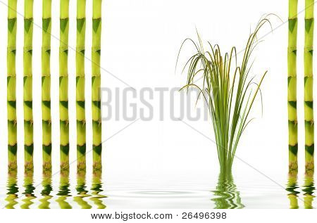 Zen garden abstract  with upright bamboo and acorus leaf grass with reflection over rippled water,  over white background.