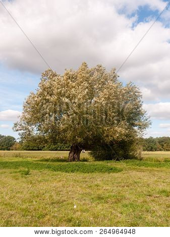 Dedham Summer Day Special Grassland Greenery Scene Landscape Nature Natural
