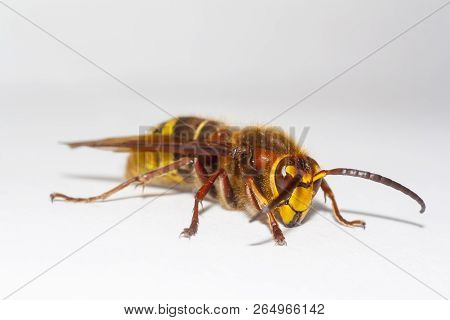 Big Hornet Vespa Mandarinia On White Background