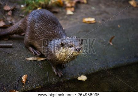 Portrait Of Eurasian Otter (lutra Lutra). Photography Of Nature And Wildlife.