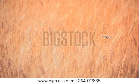 Golden Wheat Field And Sunny Day Wheat Field. Ears Of Golden Wheat Close Up. Beautiful Nature Sunset