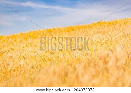 Golden Wheat Field And Sunny Day Wheat Field. Ears Of Golden Wheat Close Up. Beautiful Nature Sunset