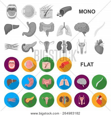 Internal Organs Of A Human Flat Icons In Set Collection For Design. Anatomy And Medicine Vector Symb