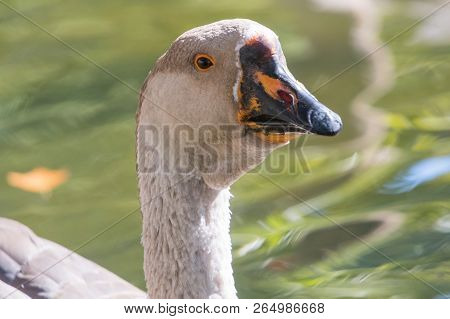 Portrait Of Chinese Goose Close Up Chinese Goose