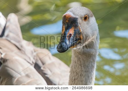 Portrait Of Chinese Goose Close Up Chinese Goose