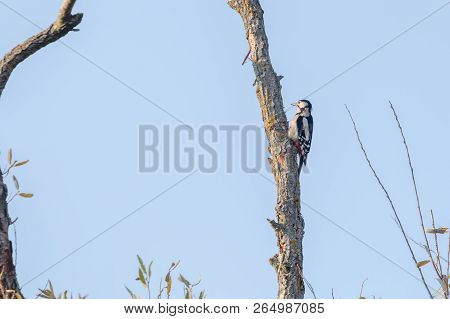 Great Spotted Woodpecker On Tree (dendrocopos Major)