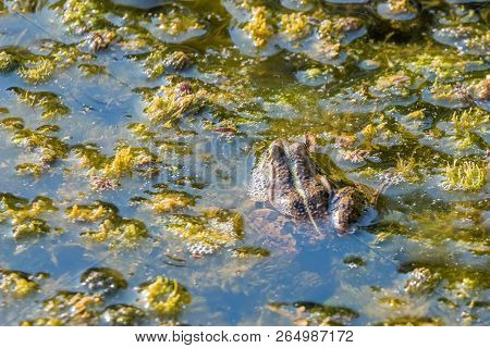 Frog In The Water Close Up View.