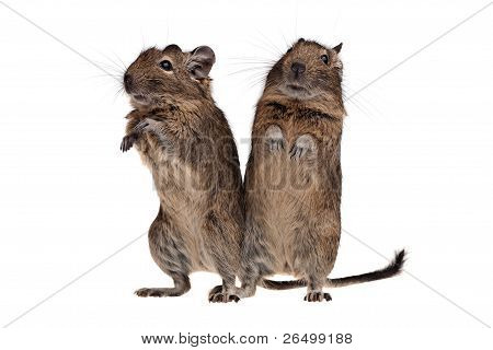 Kaksi Chile orava Degu