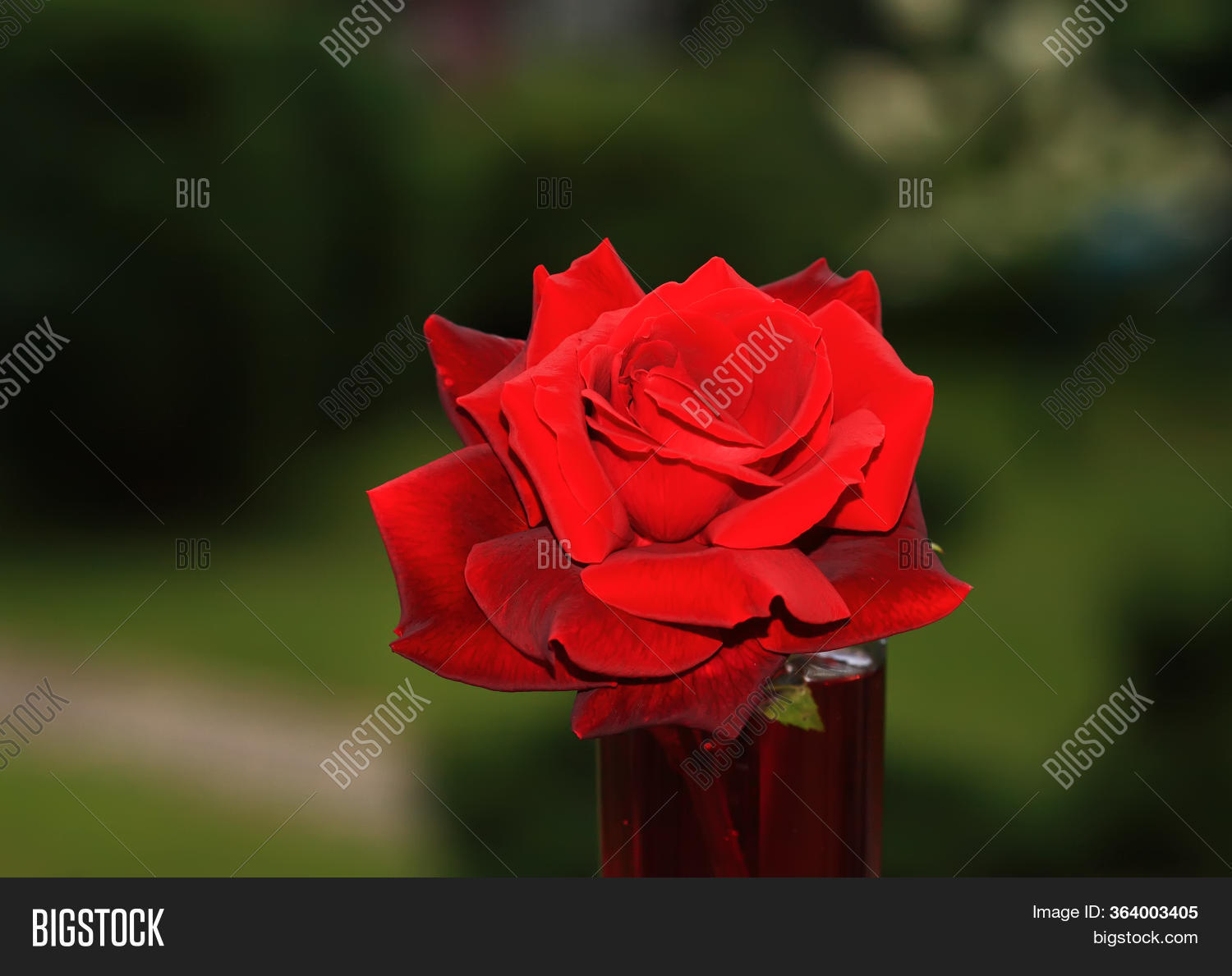 Art Photo Rose Petals Image & Photo (Free Trial) Bigstock