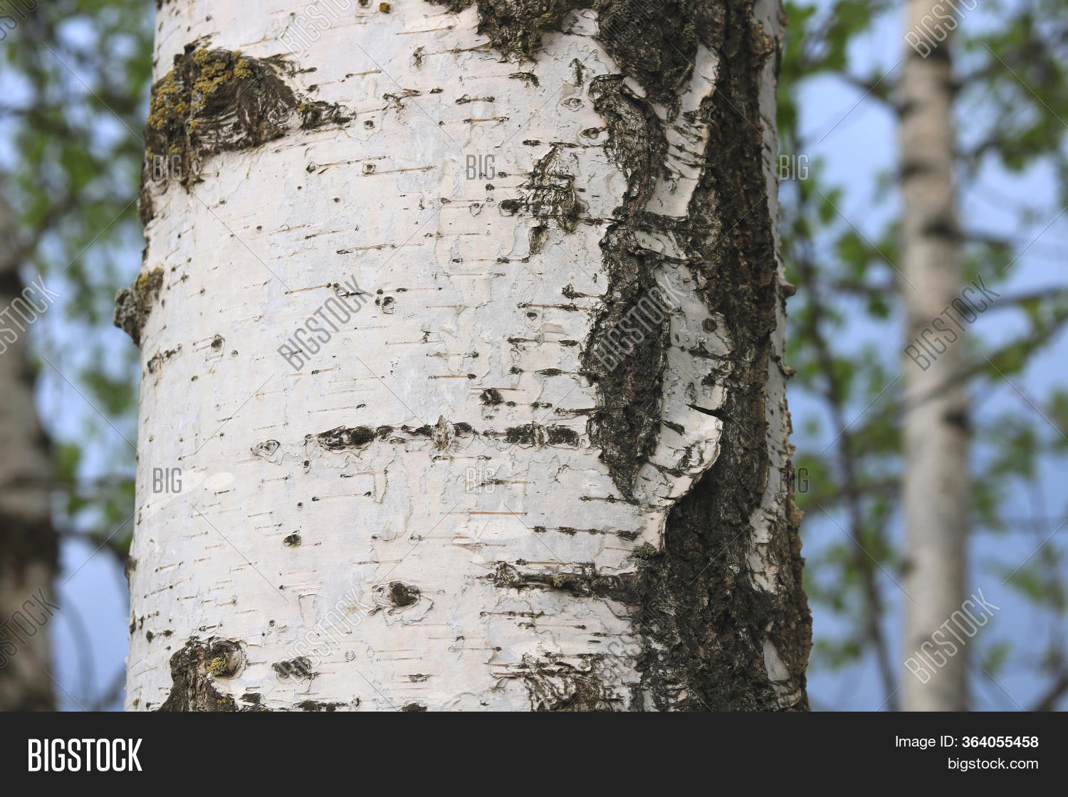 Young Birches Black Image & Photo (Free Trial) Bigstock