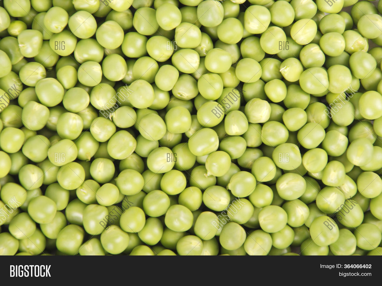 Горох мадрас. Зеленый горох. Какого цвета горох. Сорт гороха фараон. Горох желтый семена.
