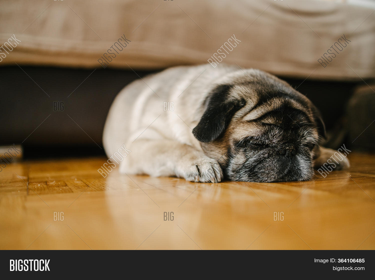 Old Dog Sleeping Under Image & Photo (Free Trial) Bigstock