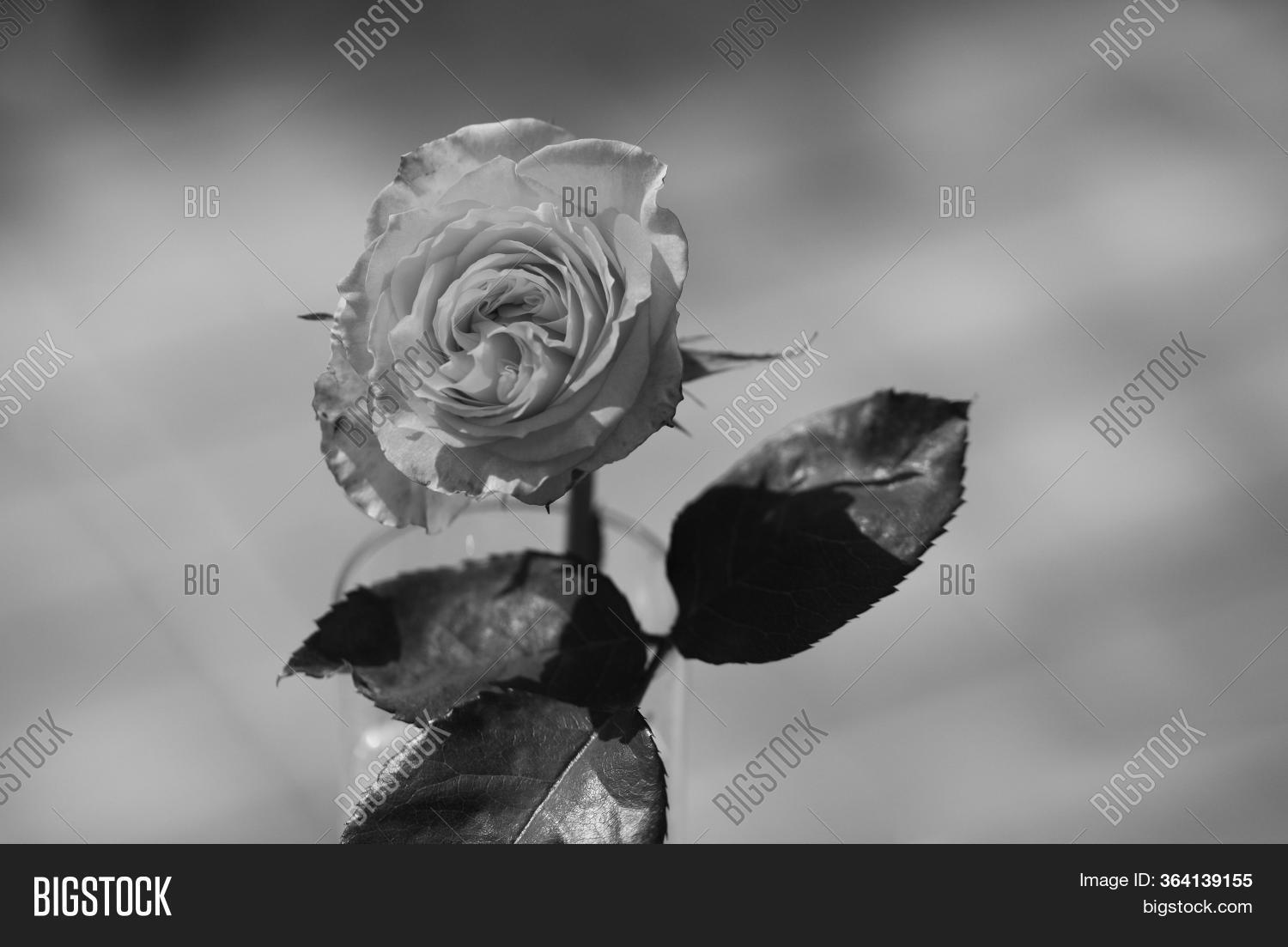 Art Photo Rose Petals Image & Photo (Free Trial) Bigstock