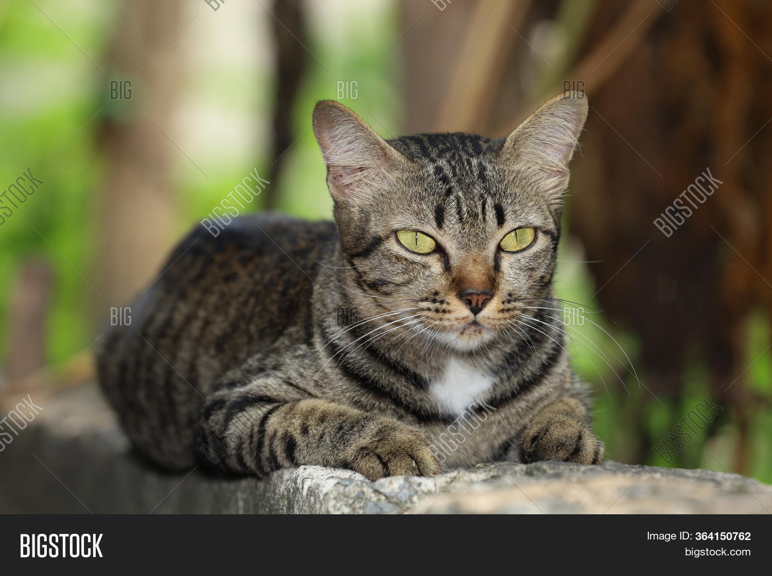 Close Gray Cat House Image Photo Free Trial Bigstock bigstock