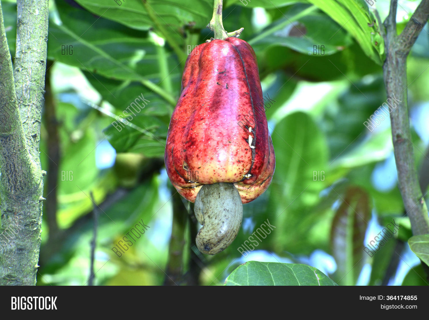 Cashew Fruit On Out Image & Photo (Free Trial) Bigstock