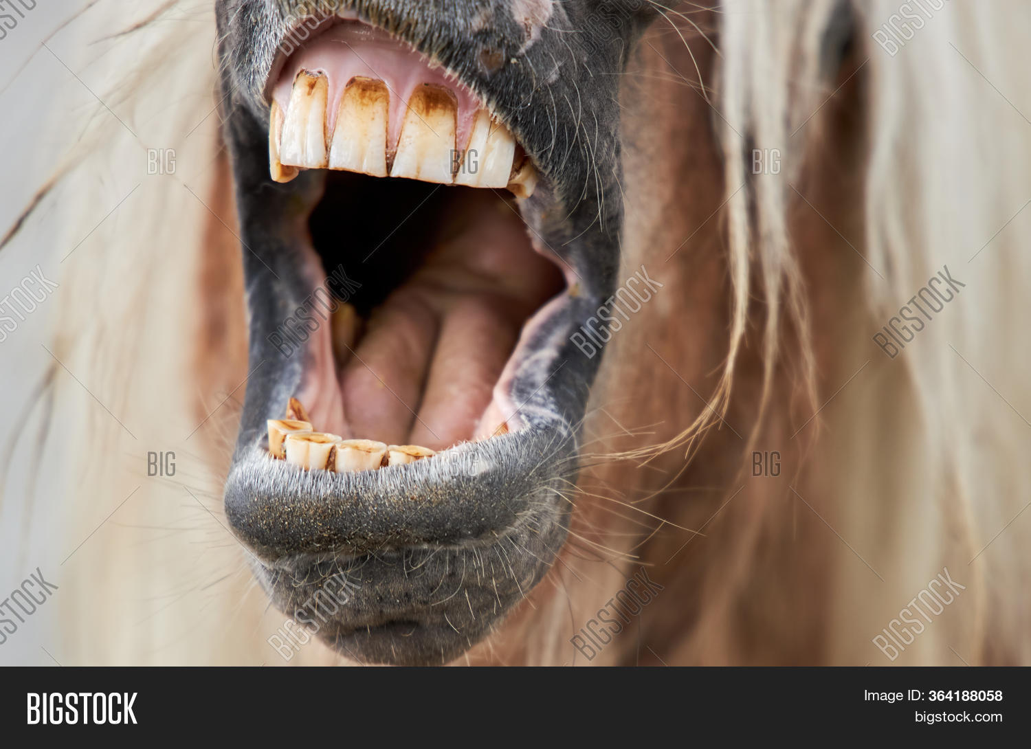 Brown Horse Opened Image & Photo (Free Trial) Bigstock