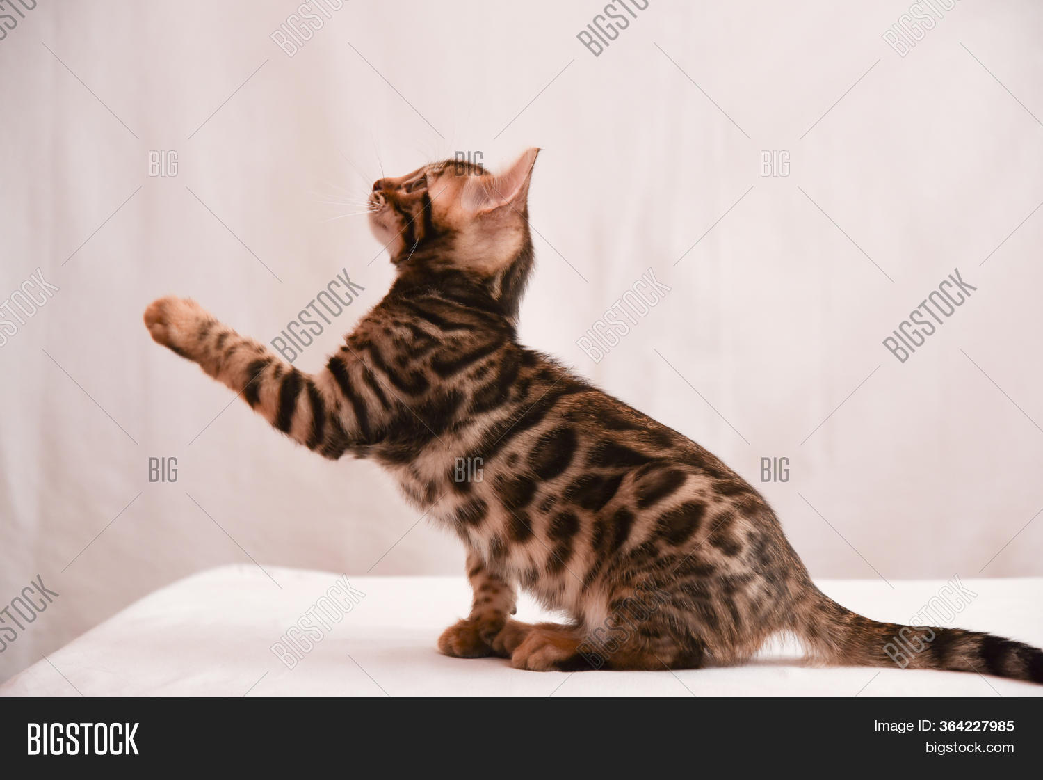 Cat Points Direction Image & Photo (Free Trial) Bigstock