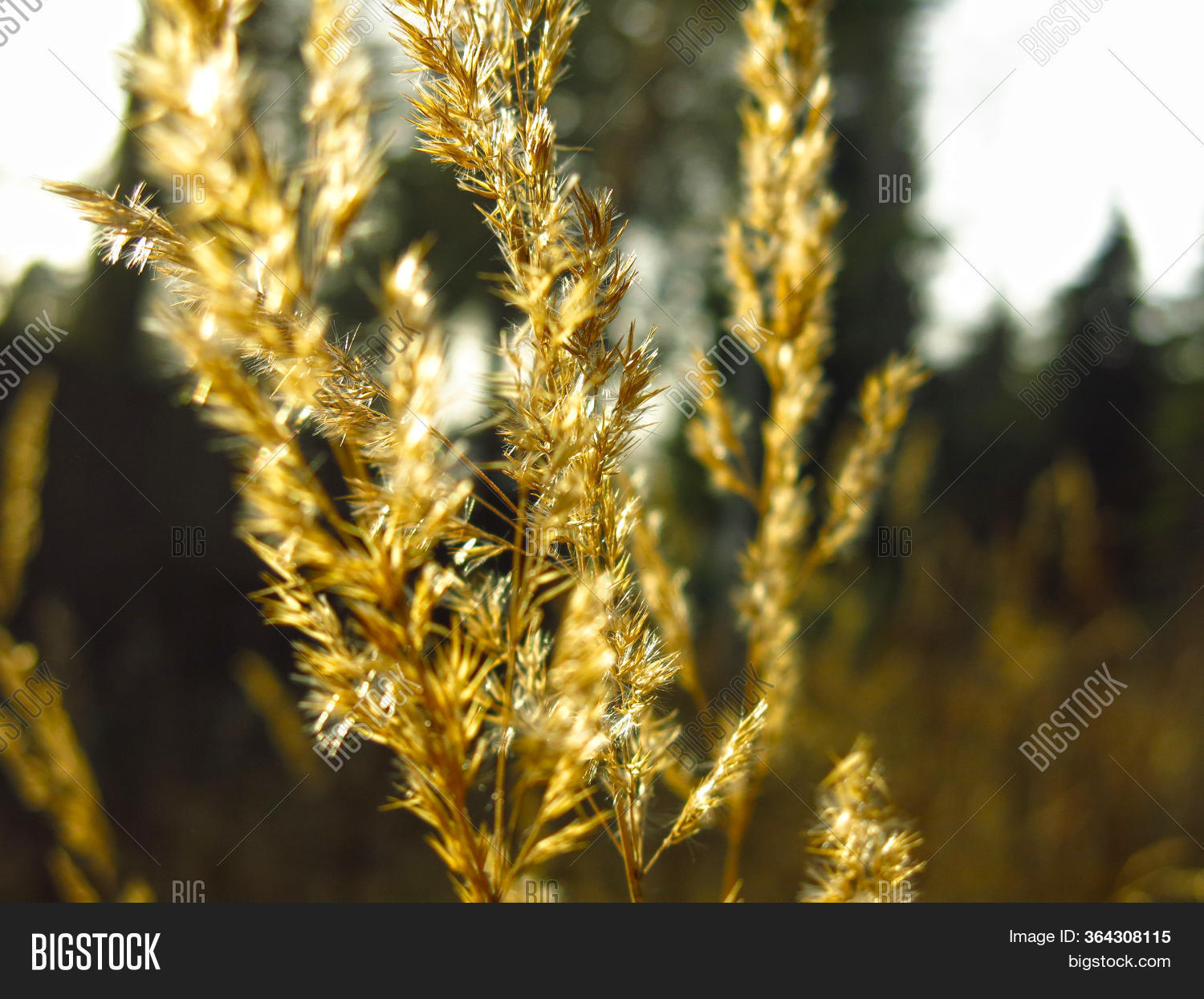 Dry Straw Wind Autumn Image & Photo (Free Trial) Bigstock
