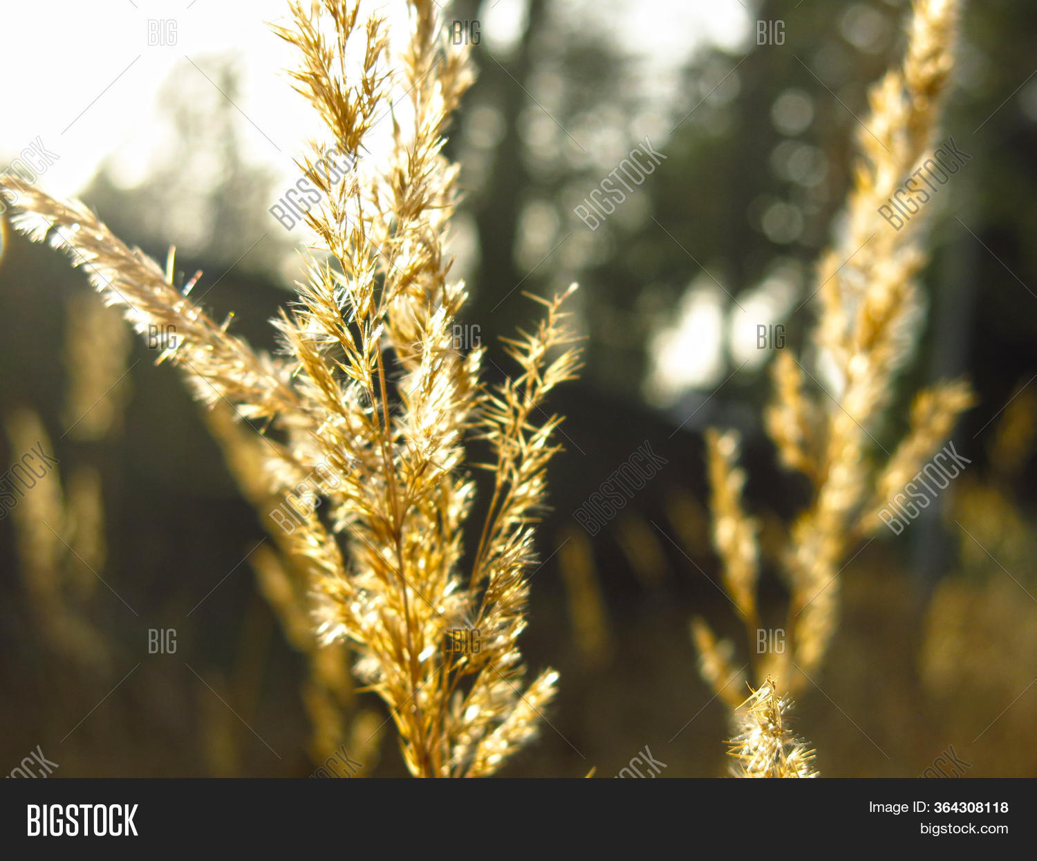 Dry Straw Wind Autumn Image & Photo (Free Trial) Bigstock