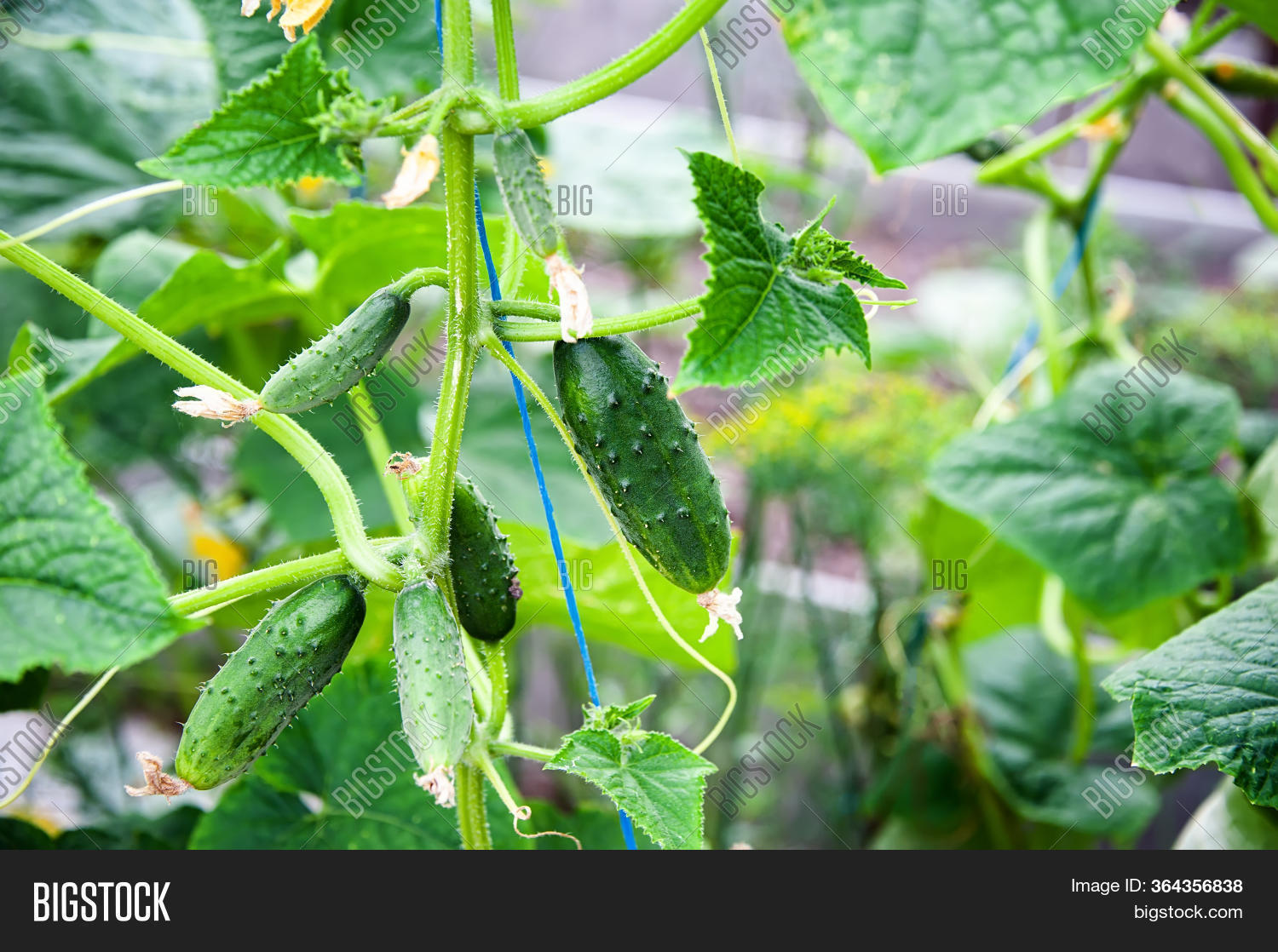 Cucumbers Grow On Vine Image & Photo (Free Trial) Bigstock