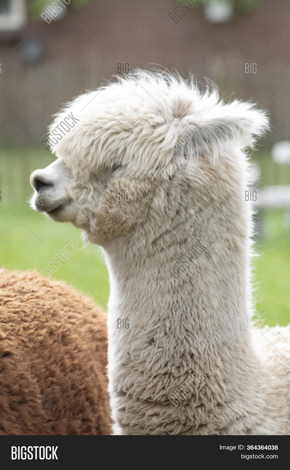 White Alpaca 8 inch main image 0