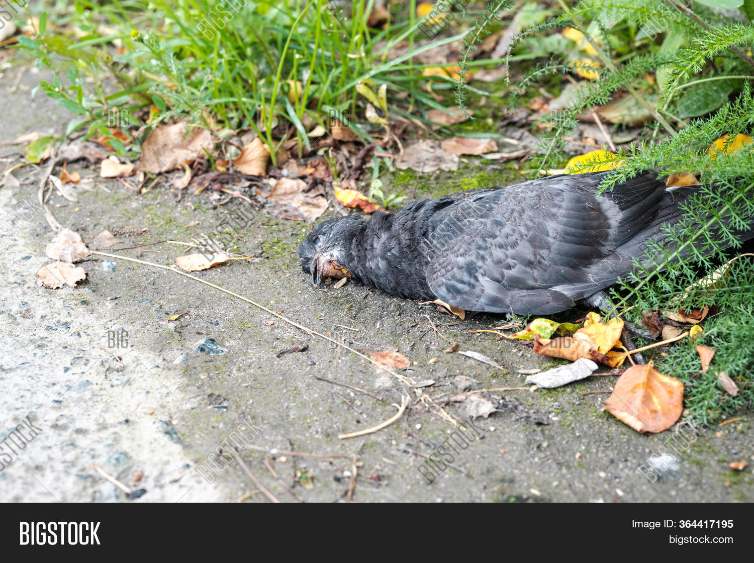 Dead Bird Pigeon Lying Image & Photo (Free Trial) Bigstock