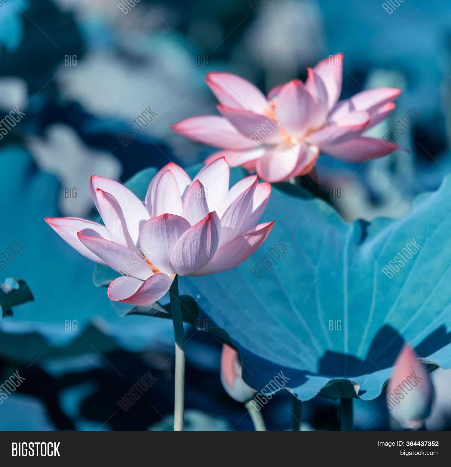 Lotus Flower Blooming Image & Photo (Free Trial) Bigstock