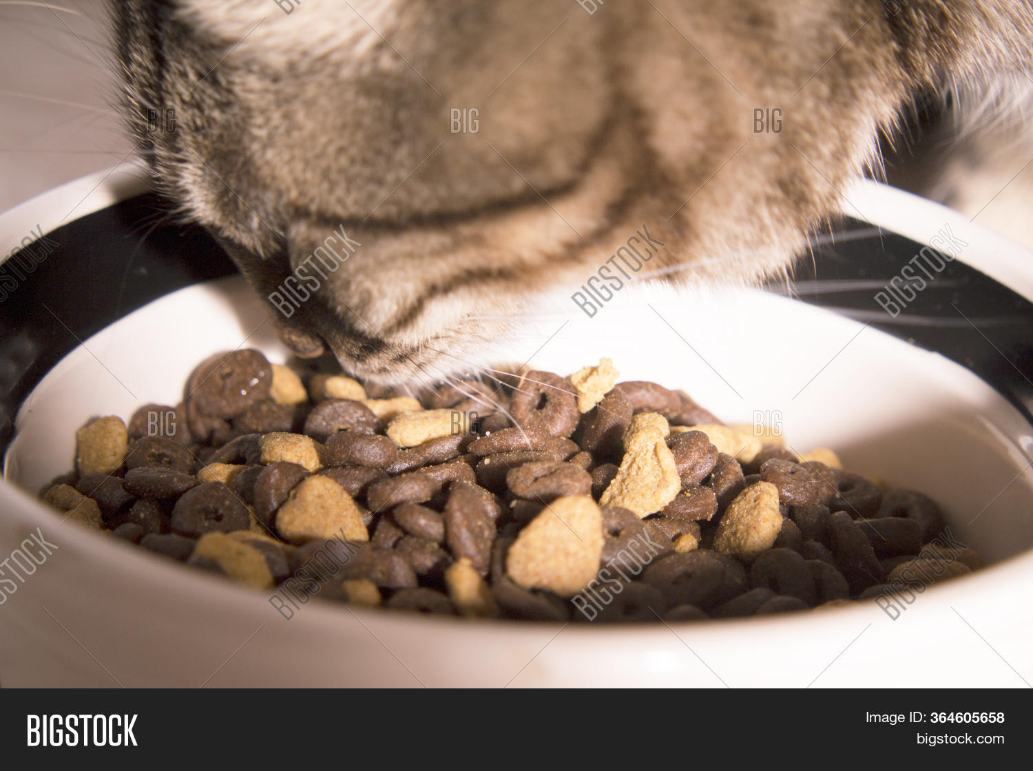 Tabby Cat Eating Image & Photo (Free Trial) Bigstock