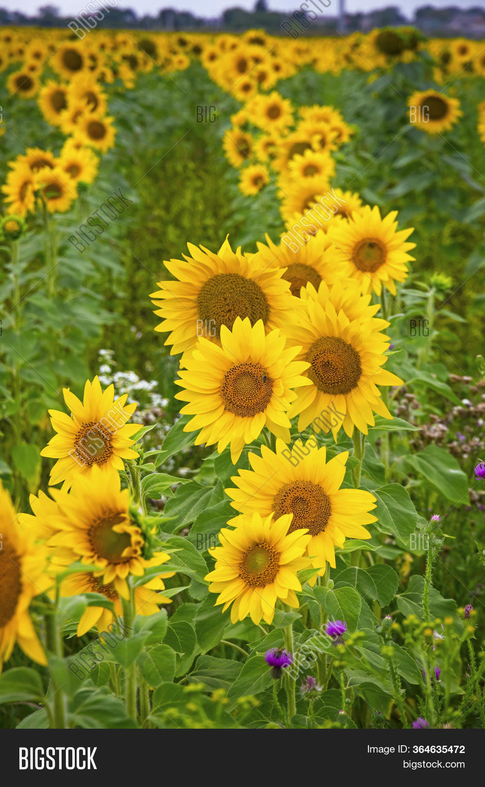Sunflowers Blooming On Image & Photo (Free Trial) Bigstock
