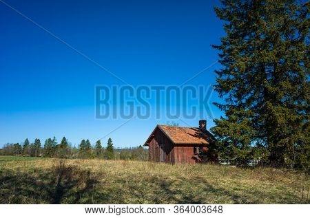 Small traditional swedish red wooden house next to spurse tree in countryside near Vasteras, Sweden