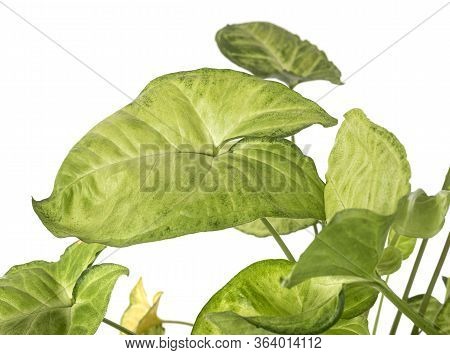Syngonium Podophyllum In Front Of White Background