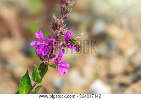 . A Bee Collects Nectar From Bright Purple Flowers. Summer Flowering Purple Loosestrife, Lythrum Tom