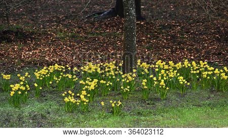 Row Of Bunched Yellow Daffodils