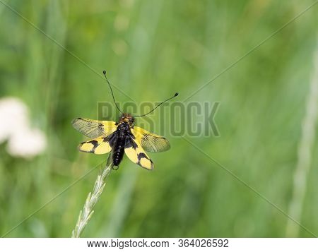 Owlfly Libelloides Macaronius Male - Yellow And Black Insect On Grass