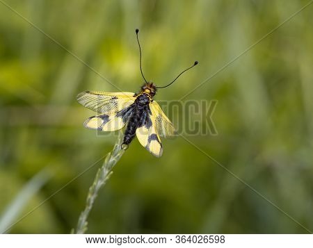 Owlfly Libelloides Macaronius Male - Yellow And Black Insect On Grass