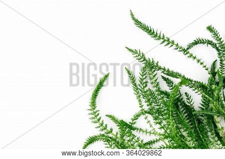 Green Fresh Herbs Isolated On White Background. Copy Space.
