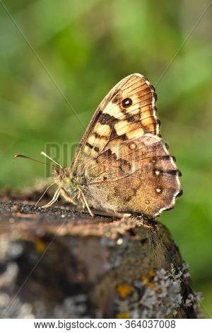 Speckled Wood Butterfly,  Pararge Aegeria. Butterfly Is Mostly Common On The Edge Of The Forest