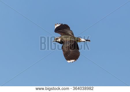 Close View Natural Lapwing (vanellus Vanellus) Flying In Blue Sky With Spread Wings