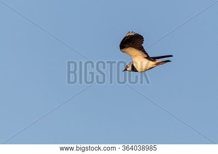 Close-up Lapwing Bird (vanellus Vanellus) In Flight In Blue Sky With Spread Wings