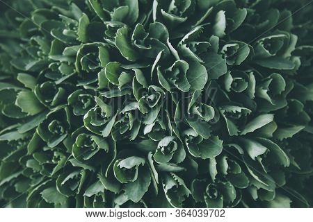 Nture Green Leaf Texture. Leaf Texture Background