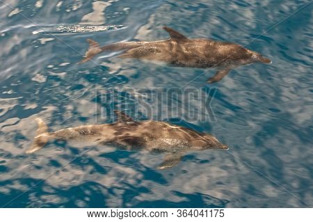 Atlantic Spotted Dolphins In Ocean Near Tazacorte On West Coast Of La Palma, Canary Islands