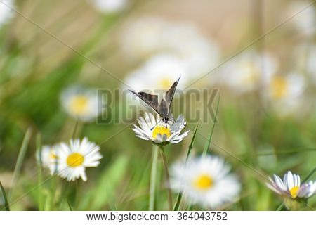 Sooty Copper Butterfly On Flower. Small Blue Butterfly, Lycaena Tityrus, On Meadow